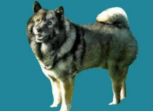 中國福犬多少錢一只？中國福犬的特征