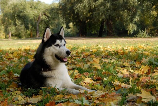常見的伴侶犬有哪些？十大最佳家庭伴侶犬排名