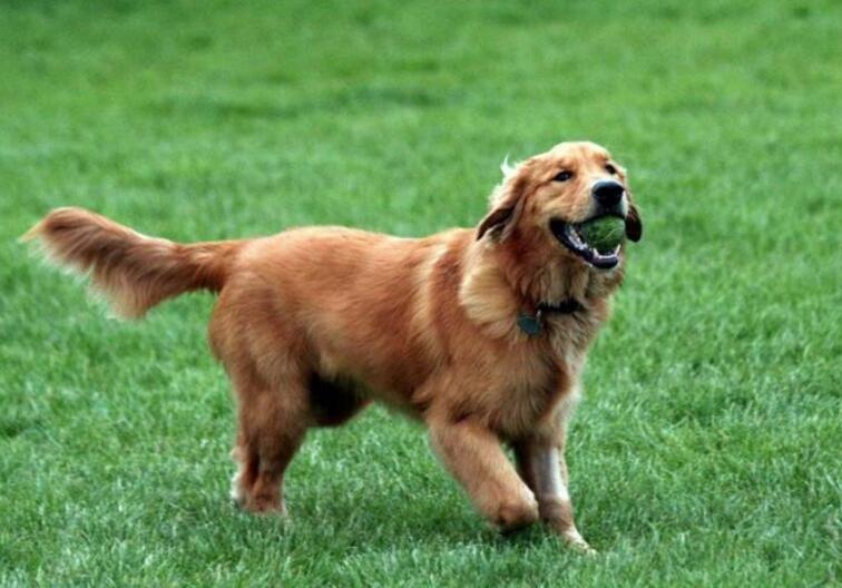 常見的伴侶犬有哪些？十大最佳家庭伴侶犬排名
