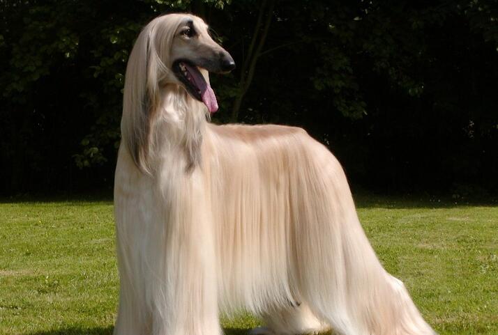 狩獵犬有哪些，狩獵犬排名前8