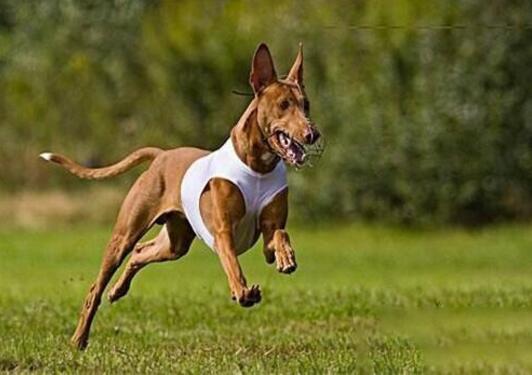 狩獵犬有哪些，狩獵犬排名前8
