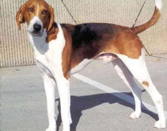 狩獵犬有哪些，狩獵犬排名前8