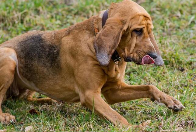 狩獵犬有哪些，狩獵犬排名前8