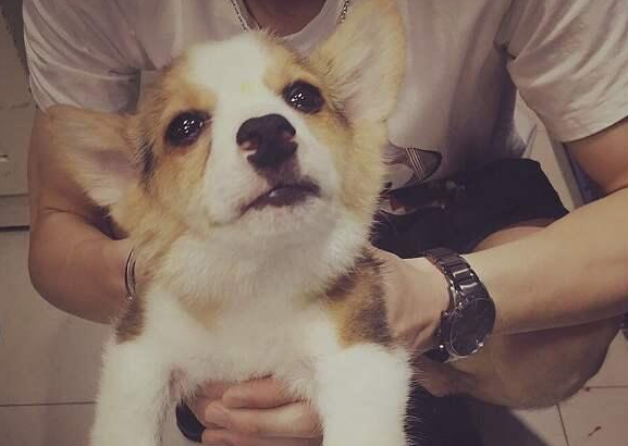 養柯基犬的益處那么多，壞處竟然就兩個