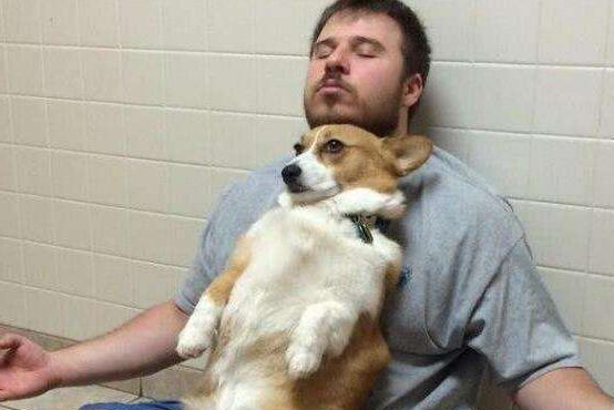 養柯基犬的益處那么多，壞處竟然就兩個