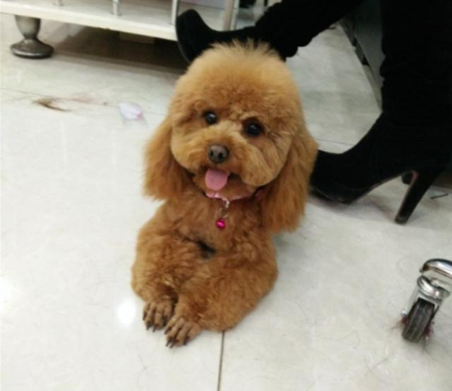 小泰迪向你露肚子是什么意思？