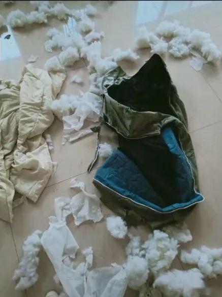 八年養寵物工作經驗對你說，別給小狗買這種物品，壓根用不上