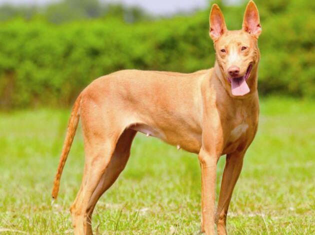 世界十大獵犬品種排名！個個都是狠角色