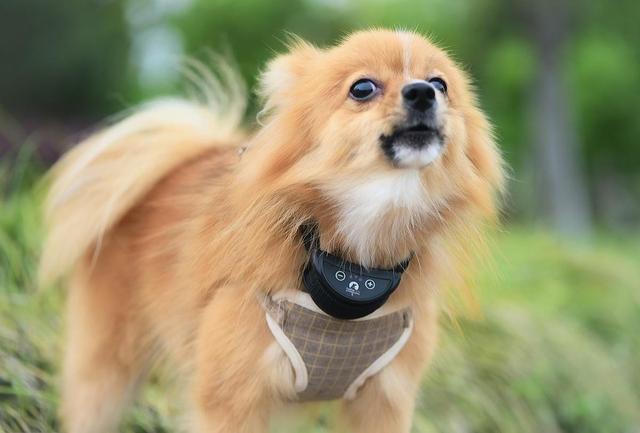 狗狗3、6、9歲，非常容易性情突然變化，并不是傳聞，飼主必須恰當解決
