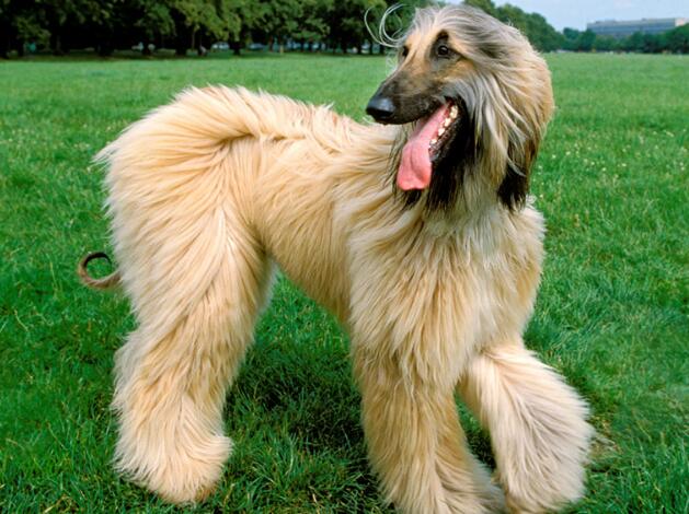 世界十大獵犬品種排名！個個都是狠角色