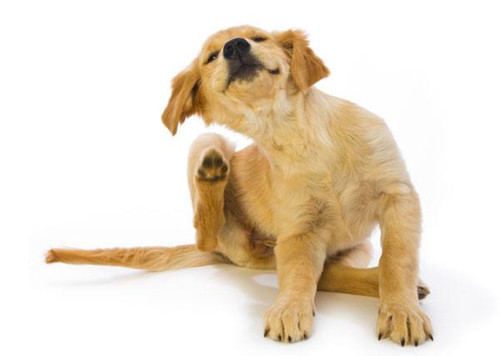 金毛幼犬耳朵比人體臭，金毛狗狗耳朵臭如何清理