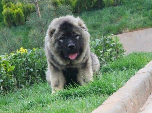 世界十大獵犬品種排名！個個都是狠角色