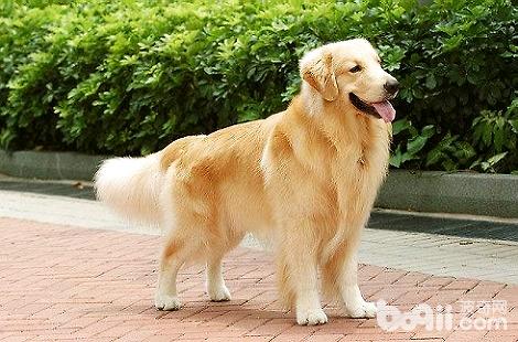 金毛犬的腳墊顏色變了是什么情況？