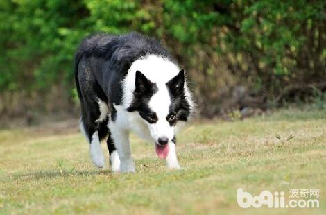邊境牧羊犬的疫苗要幾個月開始打？
