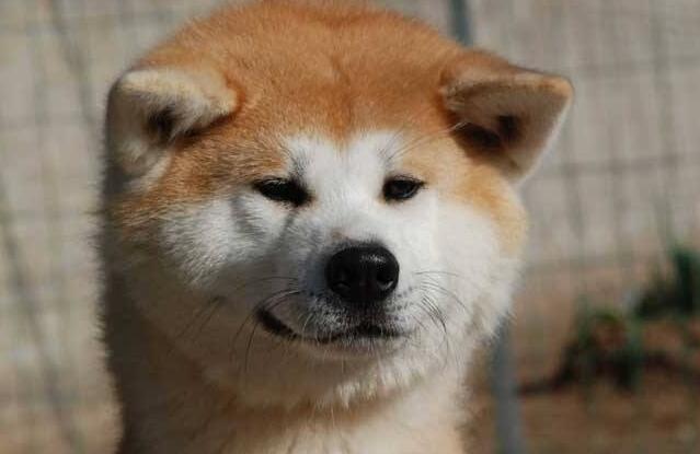 中型犬有哪些品種，適合家養的中型犬的排名