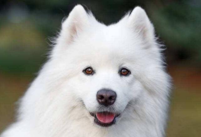 中型犬有哪些品種，適合家養的中型犬的排名