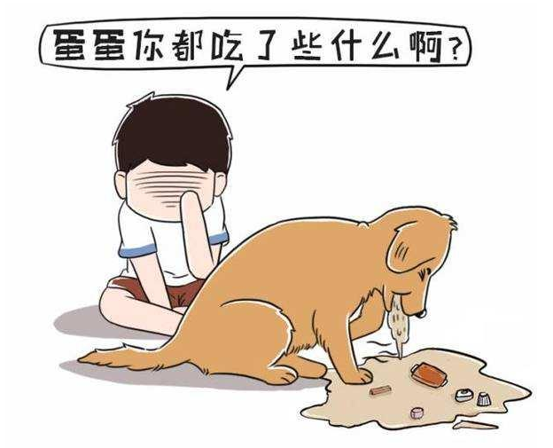 狗狗嘔吐的5大病癥確診，寵主到底能區別出幾類呢？