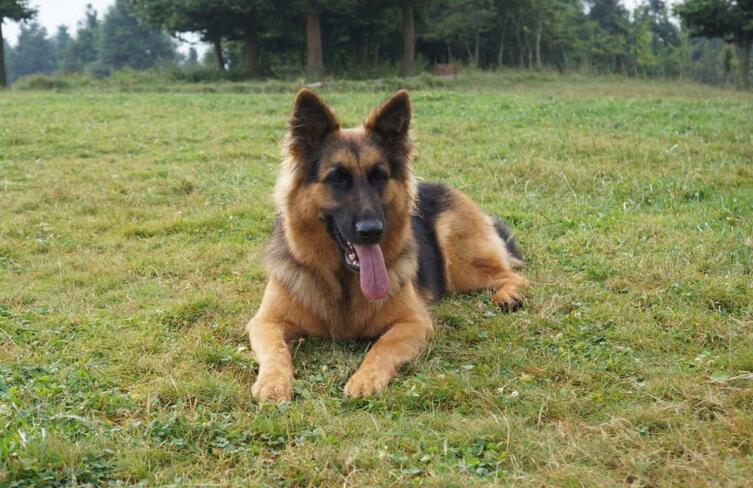 大型犬有哪些，適合家養的7種大型犬排名