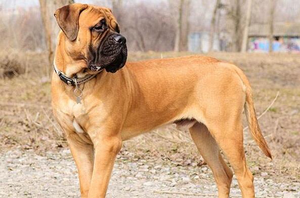 世界最大的狗狗排行榜巨型犬體型排名前五- 
