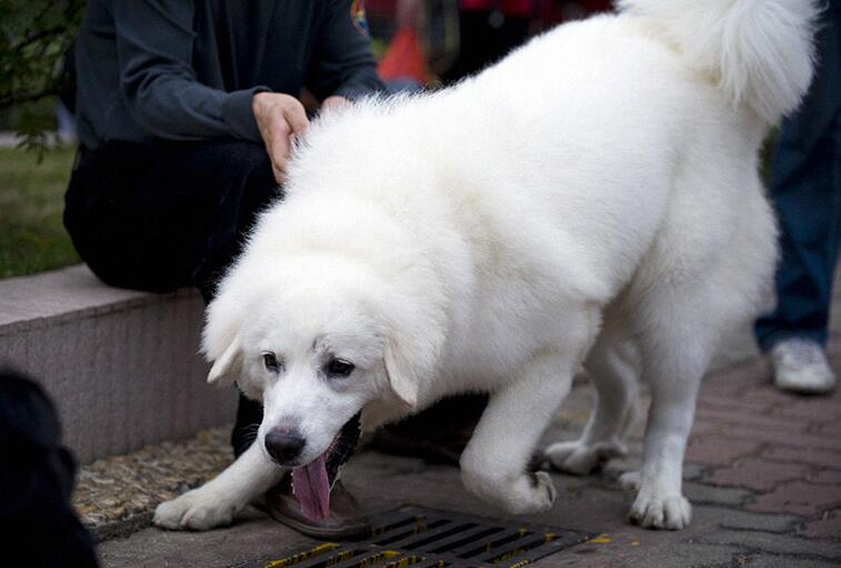 大型犬有哪些，適合家養的7種大型犬排名