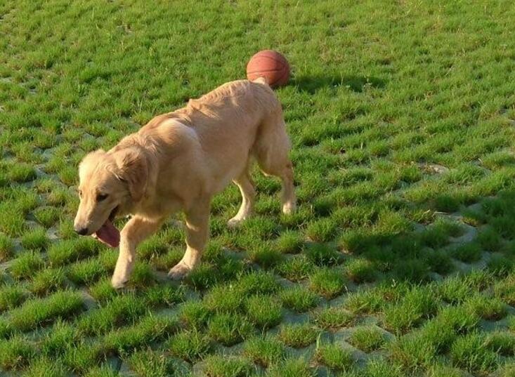 大型犬有哪些，適合家養的7種大型犬排名