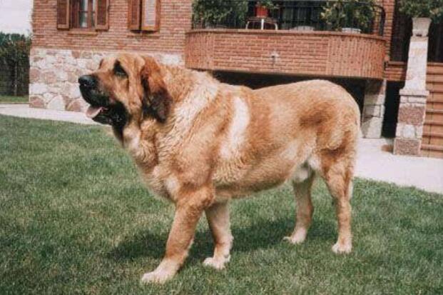 世界最大的狗狗排行榜巨型犬體型排名前五- 