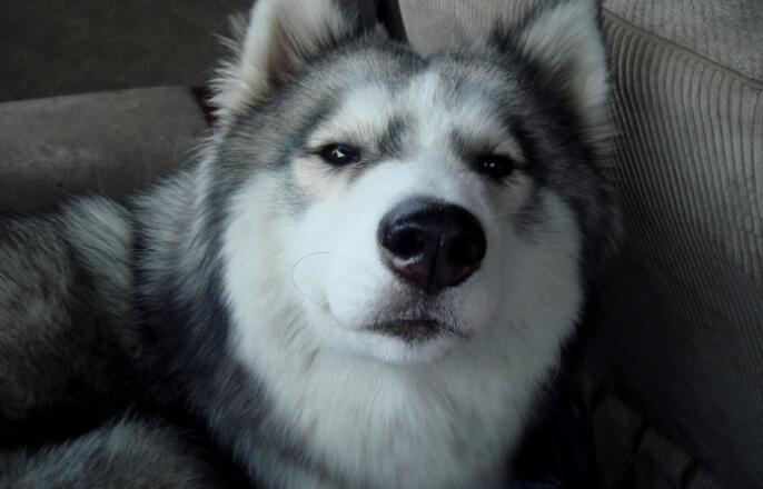 大型犬有哪些，適合家養的7種大型犬排名