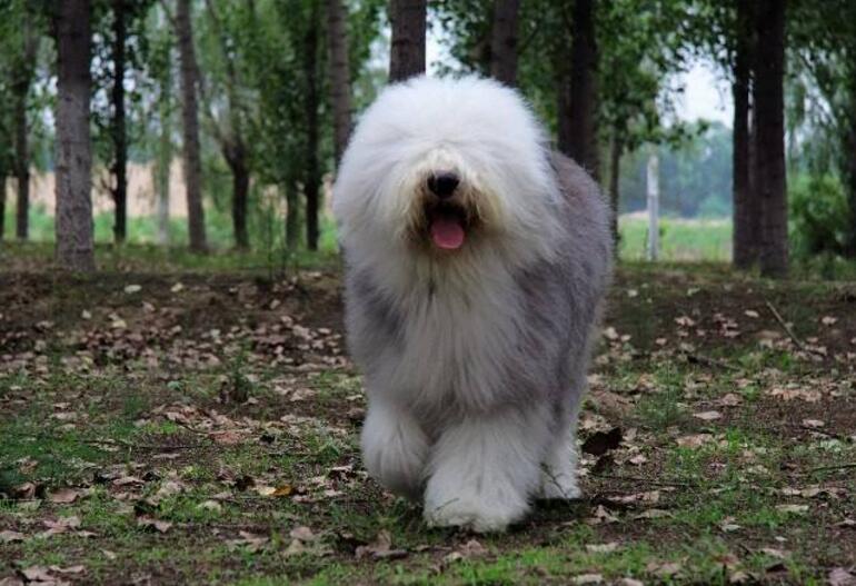 大型犬有哪些，適合家養的7種大型犬排名