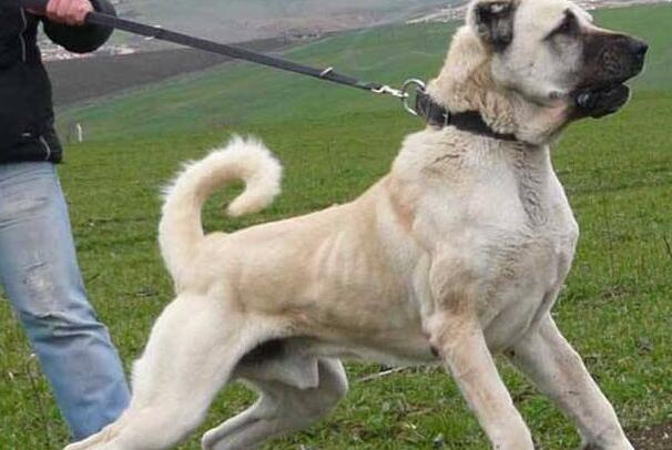 世界最大的狗狗排行榜巨型犬體型排名前五- 