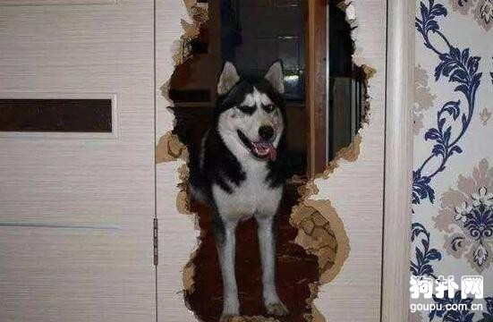 狗狗拆家怎么辦?5個方法可改善!