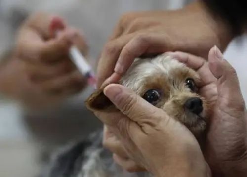 狗狗怎么會突然腿瘸？
