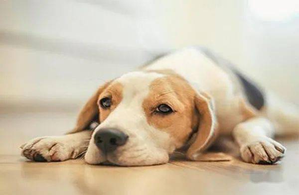 狗狗排便很干是怎么回事？