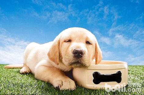 金毛犬的舌頭發紅是正常的現象嗎？