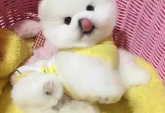 如何讓愛吠叫的狗狗安靜下來?有什么好方法？