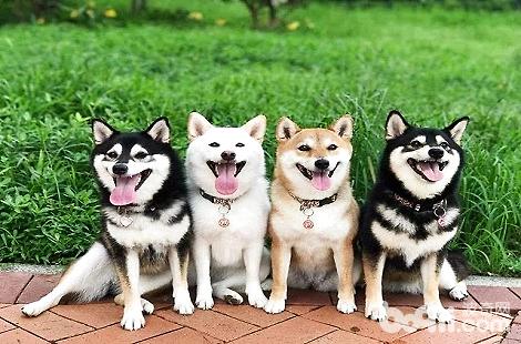根據柴犬舌頭的顏色能判斷狗狗是否健康嗎？