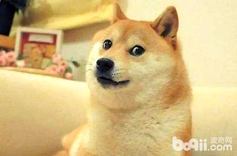 根據柴犬舌頭的顏色能判斷狗狗是否健康嗎？
