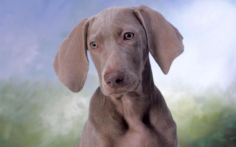 狗瘟就是說犬瘟熱，狗狗出現狗瘟應該怎么辦？