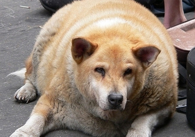 狗狗出現嘔吐狀況，鏟屎官不必干著急，找對緣故是重要
