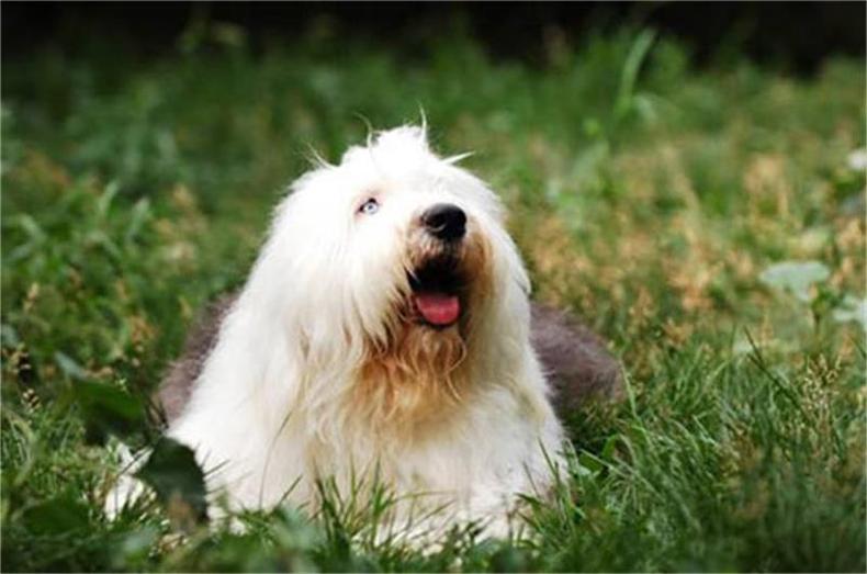 狗瘟就是說犬瘟熱，狗狗出現狗瘟應該怎么辦？