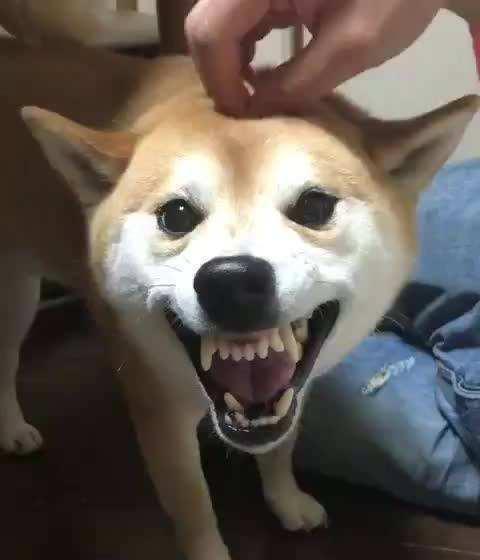 狗狗在亂咬以前會有這種狀況，還是別挨近好！