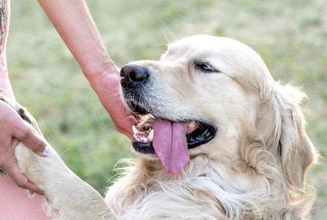 金毛犬做這6件事，一般全是在表述它的念頭，你了解好多個
