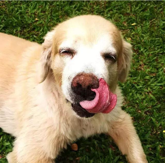金毛犬做這6件事，一般全是在表述它的念頭，你了解好多個