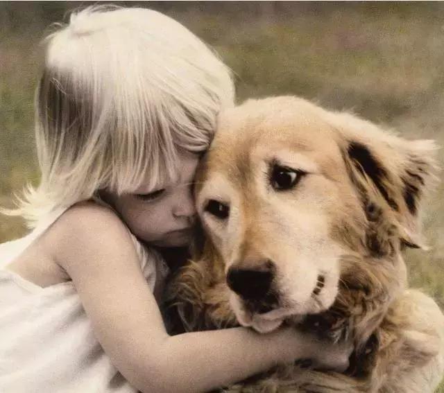 金毛犬做這6件事，一般全是在表述它的念頭，你了解好多個