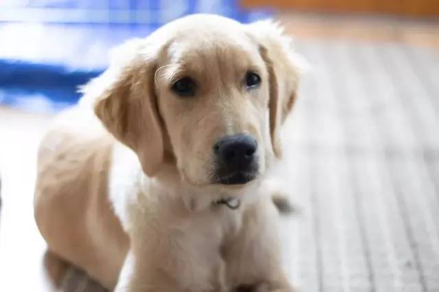 拉布拉多犬流鼻涕是怎么回事？