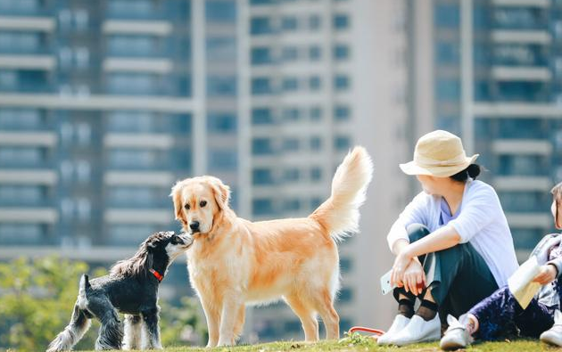 這6種“不正確”的遛狗個人行為，給你有沒有中招，就趕快改