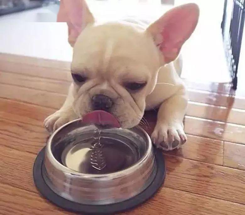 狗狗喜歡水是好事兒嗎？