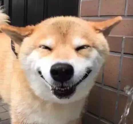 狗狗喜歡水是好事兒嗎？