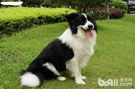 邊境牧羊犬下崽之前有什么癥狀?