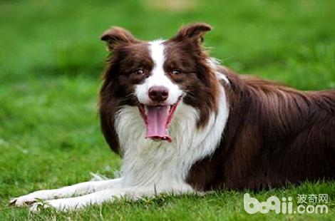 邊境牧羊犬下崽之前有什么癥狀?