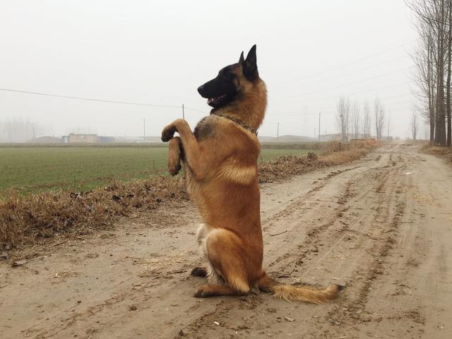 馬犬“最火”的5大緣故，養過的人都了解